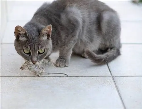 gato cargando un raton muerto