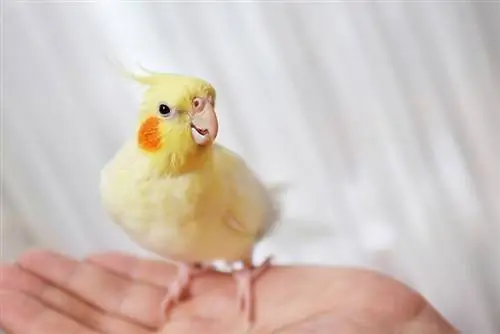 un cockatiel sulla mano femminile