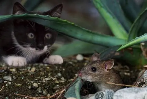 Können Katzen Mäuse fressen? Was du wissen musst