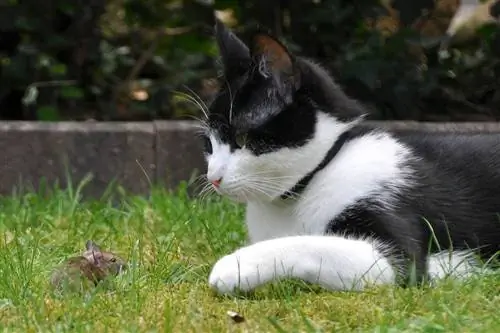 gato y ratón en la hierba