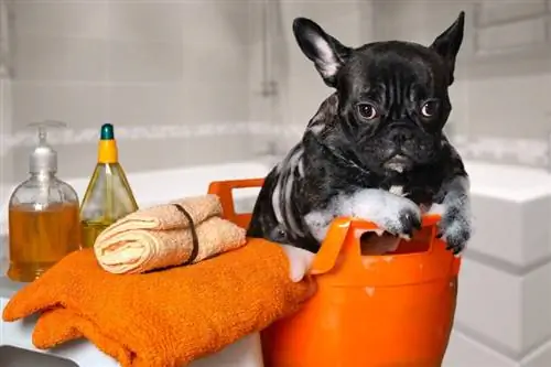 bouledogue français prenant un bain