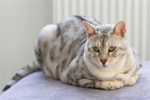 Silbergefleckte Bengalkatze liegend