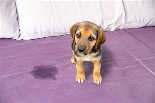 chiot a fait pipi sur un drap