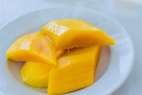 I porcellini d'India possono mangiare il mango? Fatti nutrizionali approvati dal veterinario & FAQ