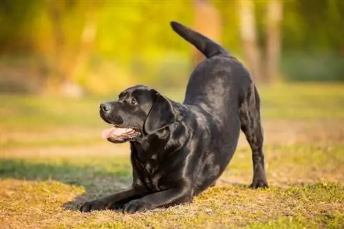 anjing hitam labrador retriever dewasa ras lab di taman hijau musim semi musim panas melakukan trik anjing busur hormat mengundang untuk bermain di rumput di bawah sinar matahari