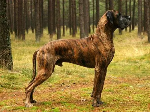 100+ brindle koeranime: ideid triibulistele koertele & mitmevärvilistele koertele