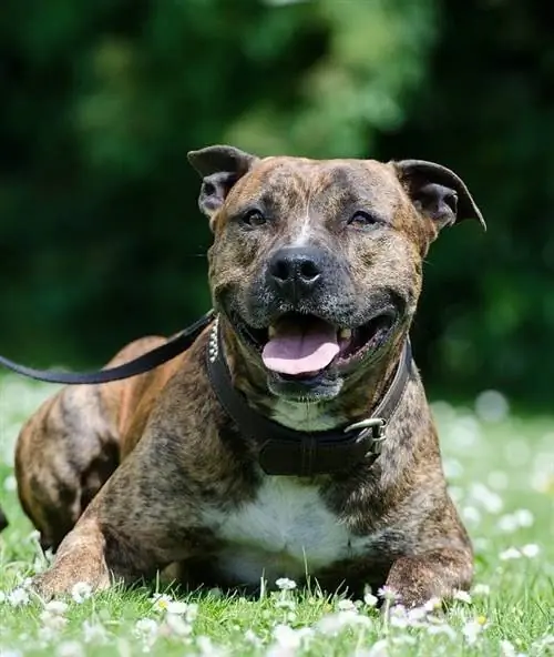 Race de chien Pitbull bringé