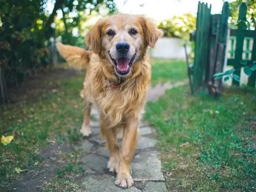 Cachorro feliz