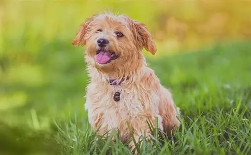 gembira melihat anjing duduk di atas rumput panjang