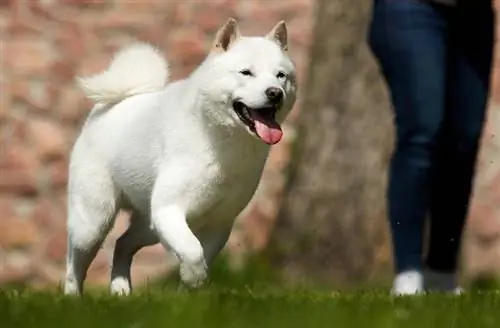 anjing membiak Hokkaido berlari di atas rumput_happy monkey_shutterstock