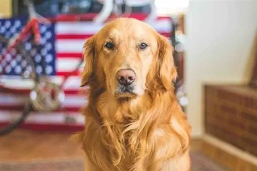 Mais de 100 nomes de cães patrióticos: forte, orgulhoso & ideias totalmente americanas