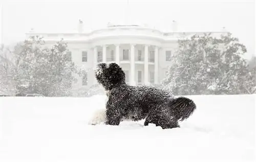 Whitehouse-Hund