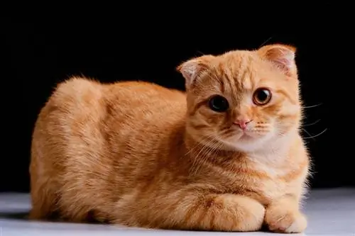 pisică roșie scottish fold pe un fundal întunecat