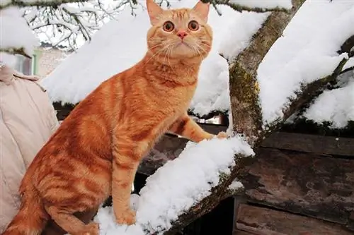 gato malhado vermelho subindo em um galho de árvore