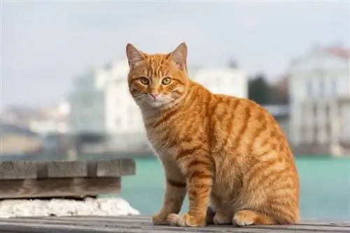 gato tigrado vermelho senta-se no fundo do mar