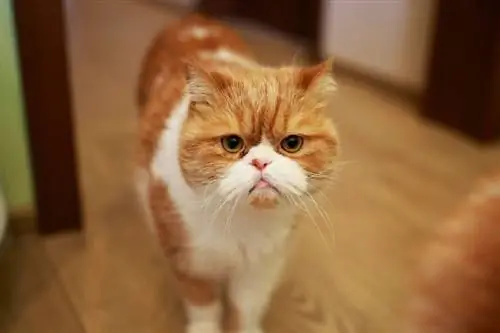 portrait d'un chat tigré rouge