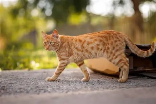 kucing kucing merah berjalan di luar ruangan