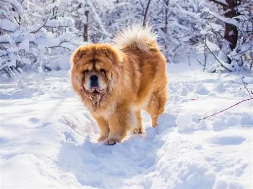 chow chow chien dans la neige