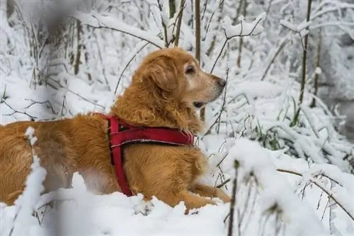 chien allongé sur la neige en hiver