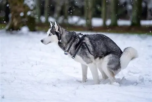 Cómo hacer que un perro haga caca en la nieve: 8 consejos de expertos