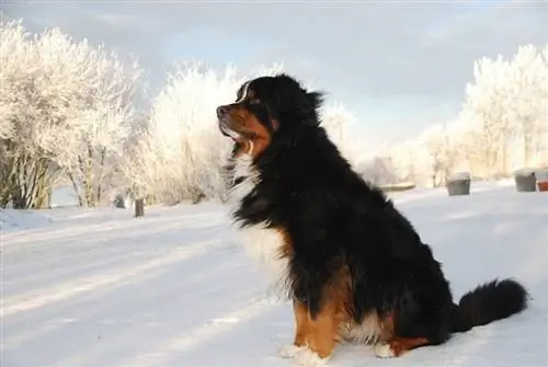 Anjing Gunung Bernese di salju