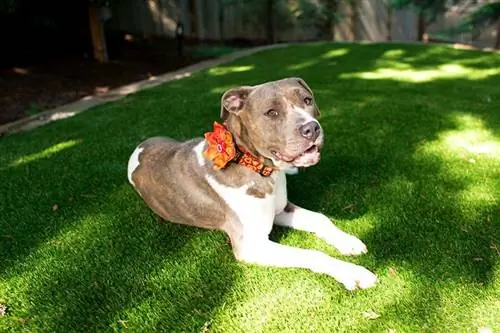 um cachorro da raça Pit Bull relaxando na grama artificial no quintal