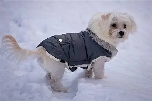 hund iført tøj udenfor i sneen