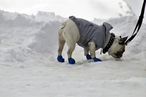 cão com raquetes de neve