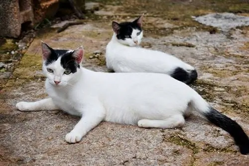 swart en wit kat-tweeling wat buite op die grond lê