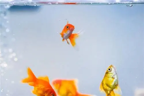 goldfish nyob rau hauv ib tug rotten tank_Nature thiab Lifes_shutterstock