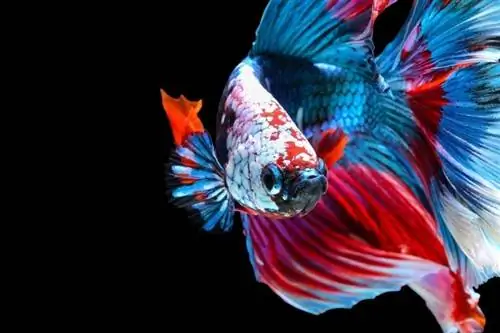 Siamese-Fighting-Fish_napat_shutterstock