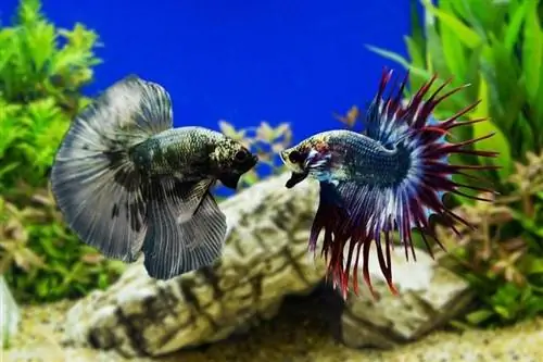 Siamese-Fighting-fish_subin-pumsom_shutterstock