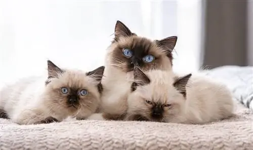 ragdoll thiab kittens