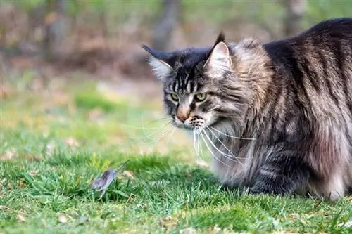 mačka maine coon, ki lovi miško na prostem