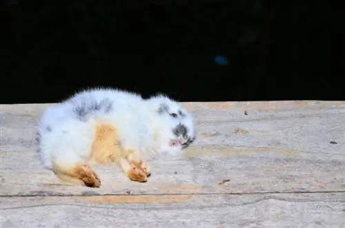 dood babykonijn op houten vloer