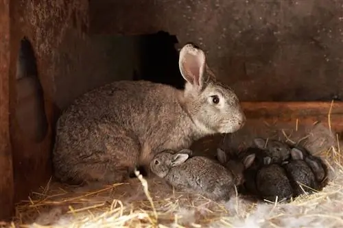 Moeder, Konijn, Met, Pasgeboren, Konijntjes, In, Kooi