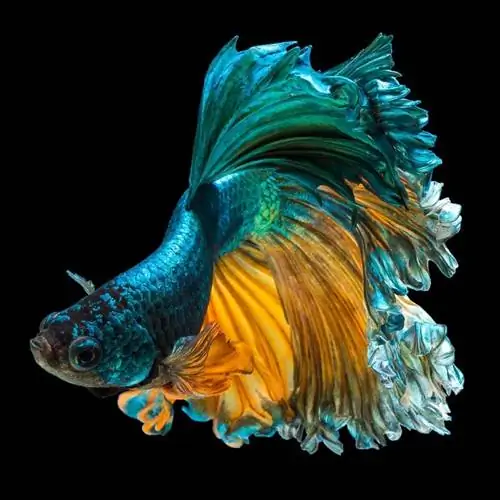 Siamese fighting fish Half moon