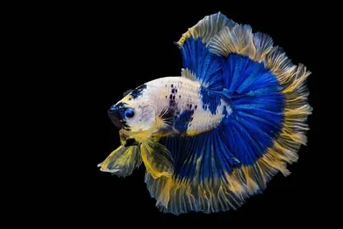 White Blue Marble half moon tail Betta