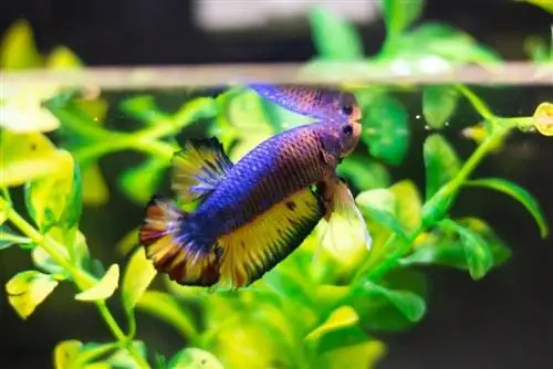 half moon betta fish surfacing