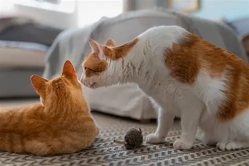 Hvid og brun kat, der sidder på et tæppe, nærmer sig en brun kat, der ligger ned for at lugte dens hoved