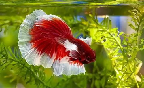 Halfmoon Betta: Care Guide, Lifespan & Дагы (сүрөттөр менен)