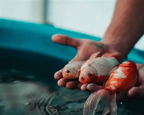 Hand hält Goldfisch für Aquaponics Systems