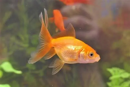 Goldfische schwimmen in einem Aquarium