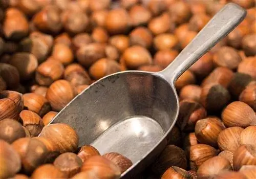 স্কুপ সঙ্গে hazelnut