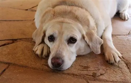 Obézny labrador