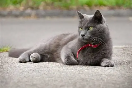 gatto blu con collare calmante rosso sdraiato sull'asf alto