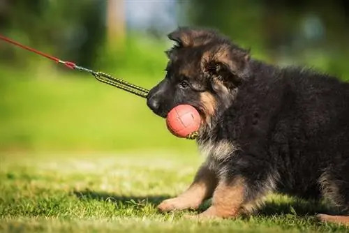 chiot berger allemand jouant avec un ballon