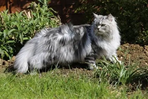 grys persiese kat in die tuin