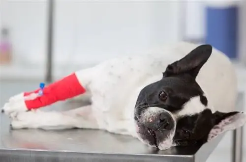 Bouledogue français malade chez le vétérinaire