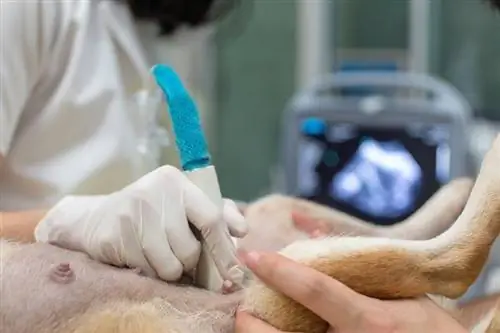 veterinario está haciendo ultrasonido